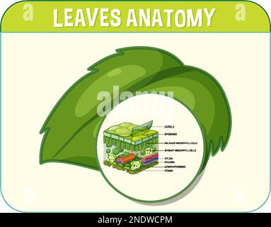 Internal structure of leaf diagram illustration Stock Vector Image ...