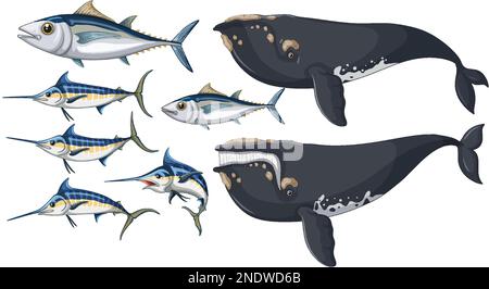 Albacore fish and Bowhead whale and Atlantic blue marlin illustration Stock Vector