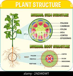 Internal structure of root diagram illustration Stock Vector Image ...