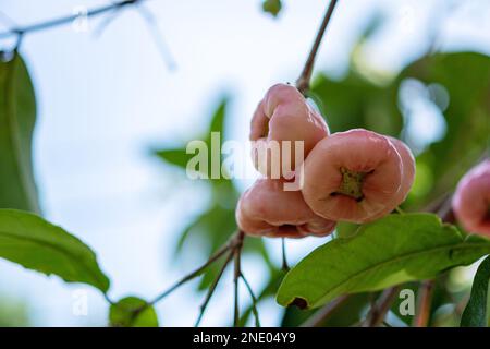 rose apple on tree in the garden Stock Photo