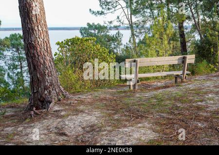 simple wooden bench on sand hill view on lake of Carcans Maubuisson in Gironde France Stock Photo