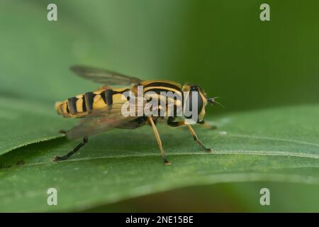 Natural closeup on the dangling marsh-lover hoverfly,Helophilus pendulus sitting on a leaf Stock Photo