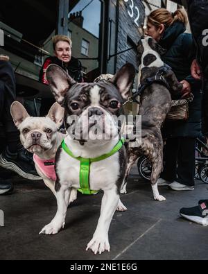 Curious dogs pose for a portrait as their handler looks on. Stock Photo