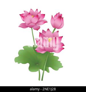 Lotus flowers on a white background, the stages of bud opening, a beautiful flower, an aquatic plant. Composition of pink lotus flower with green leav Stock Vector