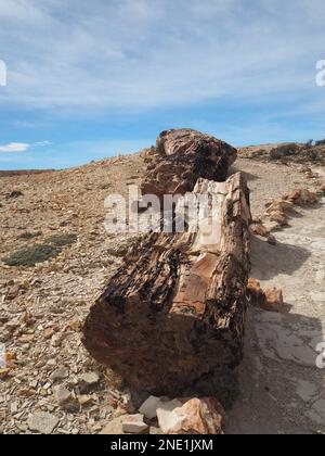 Petrified Forest, Monumento Nacional Bosques Petrificados, Patagonia, Argentina Stock Photo