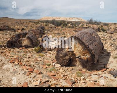 Petrified Forest, Monumento Nacional Bosques Petrificados, Patagonia, Argentina Stock Photo