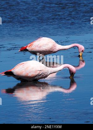 James's flamingo (Phoenicoparrus jamesi) in Laguna Colorada on the Southwest Circuit, Bolivia Stock Photo