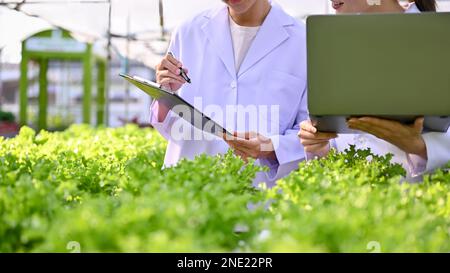 Two professional female agricultural scientists working in the greenhouse together, recording the quality of fresh salad plants and seedlings on lapto Stock Photo