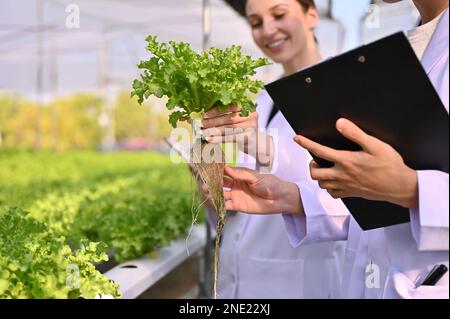 Cropped image of two professional caucasian scientists or researchers are working in the greenhouse together, checking their seedlings. Modern Hydropo Stock Photo