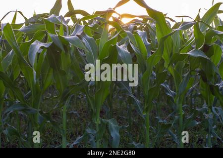 Full-grown Maize plants with stalks, ears and silk. Zea mays or Corn is a cereal grain of the Poaceae family. Maize has become a staple food in many Stock Photo