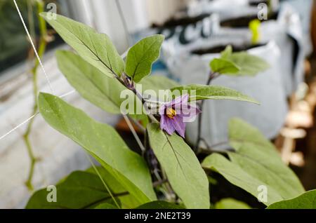 Eggplant grows in a greenhouse. Fresh organic aubergine. Growing fresh vegetables in a greenhouse Stock Photo