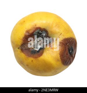 Rotten apple with mold isolated on white background, clipping path Stock Photo
