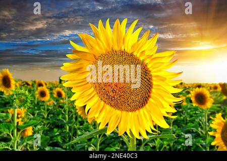 Beautiful evening landscape of a sunflower field against the backdrop of a picturesque sky at sunset in Ukraine. Ripe Sunflower close-up Stock Photo