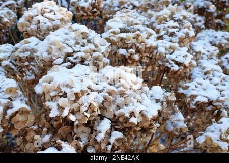 Hydrangea macrophylla Hamburg, snow covered dead seedheads, Stock Photo