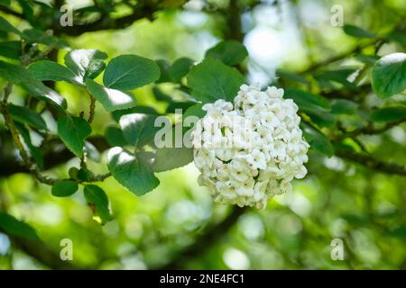 Viburnum×carlcephalum, fragrant snowball, deciduous shrub, large rounded trusses of white flowers Stock Photo