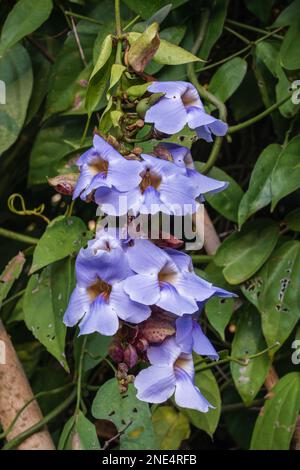 Closeup view of cluster of purple blue flowers of invasive tropical ornamental plant thunbergia laurifolia aka laurel clock vine or blue trumpet vine Stock Photo