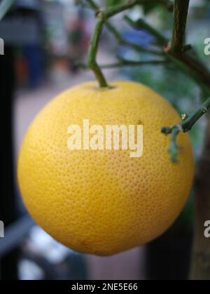 Small pomelo tree in a garden center with one large yellow fruit. Other name of this fruit is Citrus maxima. It's the principal ancestor of the grapef Stock Photo