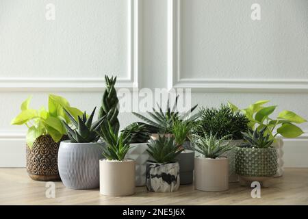 Many different potted plants on floor near white wall. Floral house decor Stock Photo