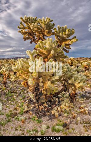 Cholla cactus closeup at at sunset Stock Photo - Alamy