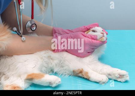 veterinarian examines the eyes of a cat lying on the table. cat eye treatment. pet treatment. Stock Photo