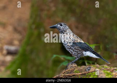 spotted nutcracker (Nucifraga caryocatactes), sitting on the ground, Germany, Bavaria Stock Photo