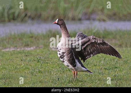 lesser white-fronted goose (Anser erythropus), standing in grassland, flapping wings, Netherlands, Kooningslaagte Stock Photo