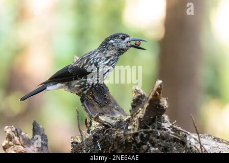 spotted nutcracker (Nucifraga caryocatactes), sitting on a tree stub, with nut the beak, Germany, Bavaria Stock Photo