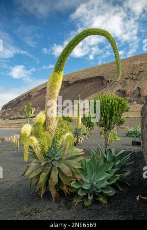 foxtail agave, spineless century plant (Agave attenuata), blooming, Canary Islands, Lanzarote, Guatiza Stock Photo