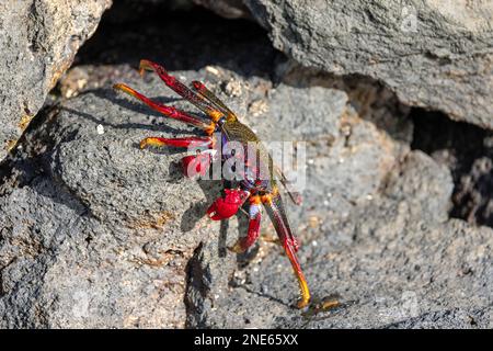 Eastern Atlantic Sally lightfoot crab, Mottled shore crab (Grapsus adscensionis), walking on lava stones at the coast, Canary Islands, Lanzarote, Stock Photo