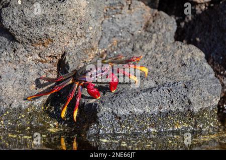Eastern Atlantic Sally lightfoot crab, Mottled shore crab (Grapsus adscensionis), walking on lava stones at the coast, Canary Islands, Lanzarote, Stock Photo