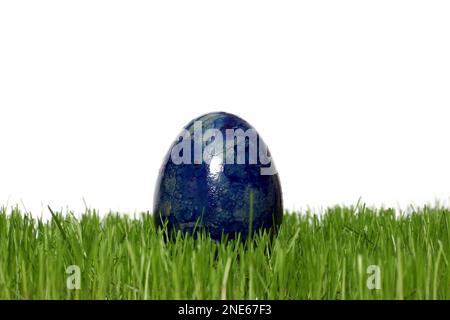 blue dyed Easter egg in fresh grass Stock Photo