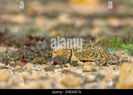 black-bellied sandgrouse (Pterocles orientalis), female searching for food in semidesert, Canary Islands, Fuerteventura Stock Photo