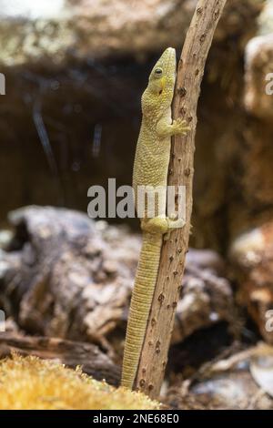 Bauers Chameleon Gecko (Eurydactylodes agricolae) Stock Photo