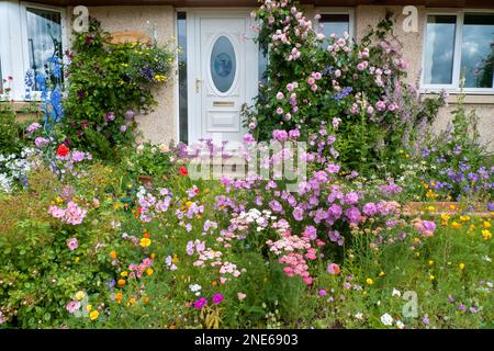A pretty and colourful close-up of a chocolate-box house with cottage-style garden planting including roses and hardy annual flowers. Stock Photo