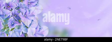 Spring Nature background with blooming hydrangea flowers Stock Photo