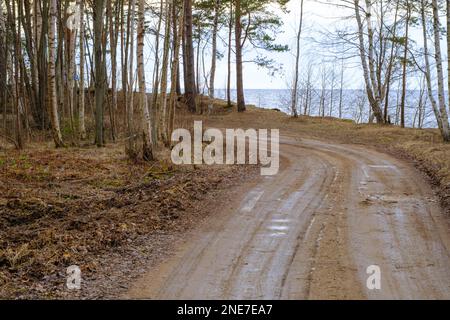 A beautiful winding gravel road on the shore of the Baltic Sea leads through the forest. Ecologically clean, untouched nature. Stock Photo