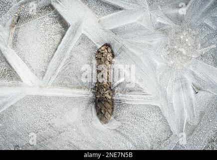 Usingen, Germany. 16th Feb, 2023. A pine cone froze in a puddle on the summit plateau of the Großer Feldberg in the Taunus mountains this morning. Credit: Frank Rumpenhorst/dpa/Ģ����ý Live News Stock Photo