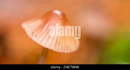 Mycena, Mushrooms, Valsain Forest, Sierra de Guadarrama National Park, Segovia, Castile Leon, Spain, Europe Stock Photo