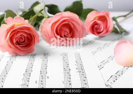 Beautiful roses on sheets with music notes Stock Photo