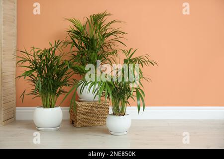 Beautiful exotic house plants near color wall indoors Stock Photo