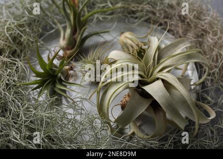 Different tillandsia plants on table, closeup. House decor Stock Photo