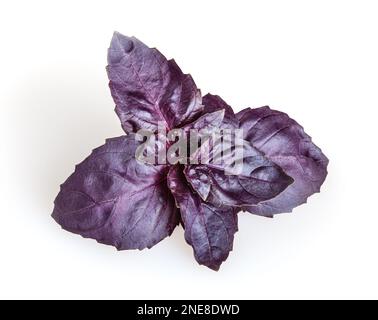 Fresh purple basil leaves isolated on white background Stock Photo