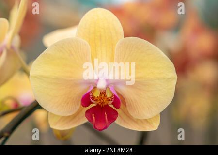 Yellow Orchid in nature farm. Stock Photo