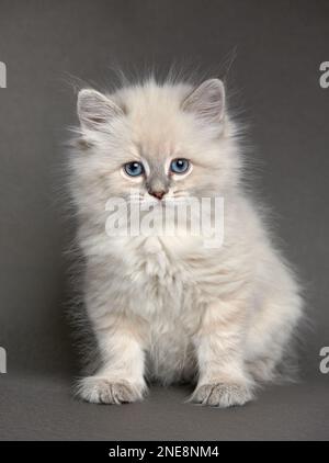 Fluffy playful white cat on a gray background Looks up and sideways Stock Photo