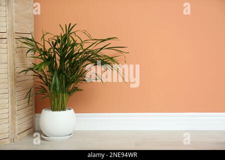 Beautiful exotic house plant near color wall indoors. Space for text Stock Photo