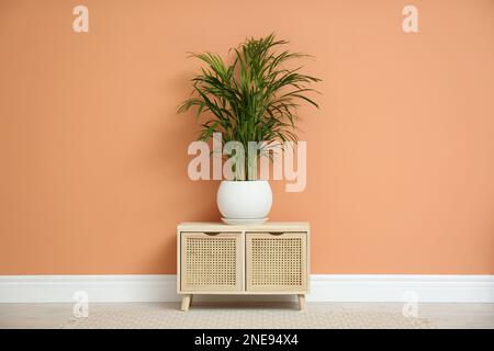 Beautiful exotic house plant near color wall indoors Stock Photo
