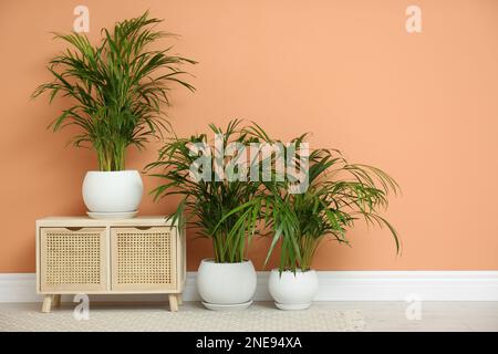 Beautiful exotic house plants near color wall indoors Stock Photo