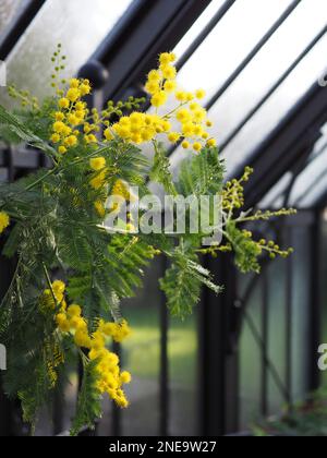 Bright yellow flowering mimosa (Acacia dealbata) plant in bloom in a cold dark-framed greenhouse in February in England Stock Photo