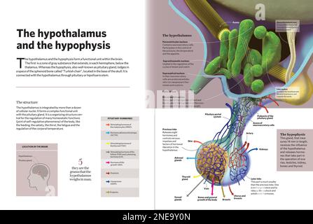 Infographic of the brain. [Adobe InDesign (.indd); 4960x3307] Stock ...