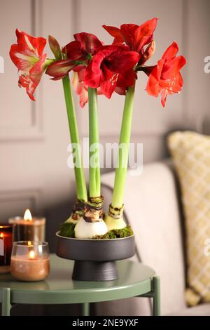 Beautiful red amaryllis flowers on table in room Stock Photo